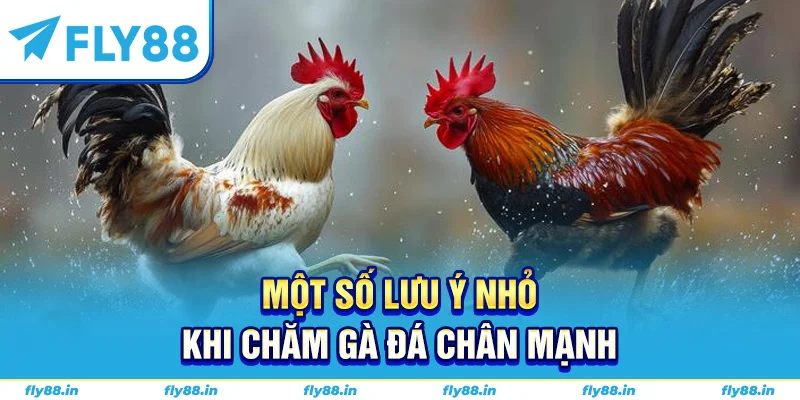 Một số lưu ý nhỏ khi chăm gà đá chân mạnh